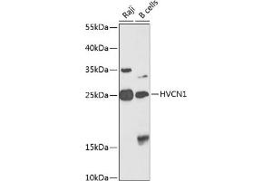 Western blot analysis of extracts of various cell lines, using HVCN1 antibody (ABIN6130791, ABIN6142091, ABIN6142093 and ABIN6224839) at 1:1000 dilution. (HVCN1 antibody  (AA 1-100))