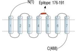 Histamine Receptor H1 (HRH1) peptide