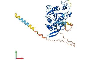 AlphaFold protein structure predicition of Human Recombinant LFNG Protein, UniprotID Q8NES3