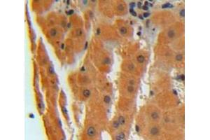 Used in DAB staining on fromalin fixed paraffin-embedded liver tissue (CNPY2/MSAP antibody  (AA 21-182))