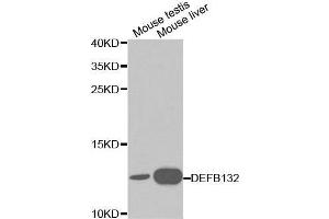 Western blot analysis of various cell lines using DEFB132 antibody. (DEFB132 antibody  (AA 1-95))