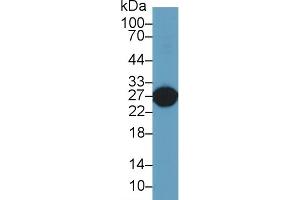 Detection of GSTa5 in Rat Liver lysate using Polyclonal Antibody to Glutathione S Transferase Alpha 5 (GSTa5) (GSTa5 antibody  (AA 1-221))