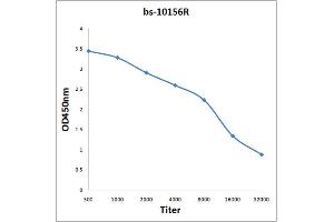 Antigen: 0. (NOX5 antibody  (AA 501-600))