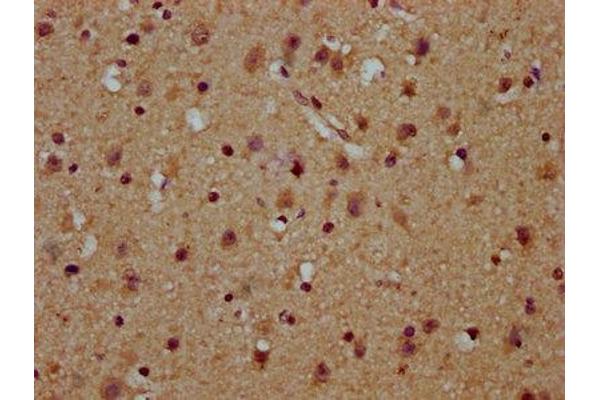 C16orf57 antibody  (AA 1-90)