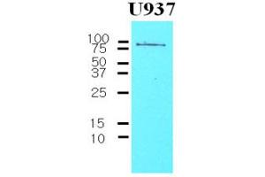 Western Blotting (WB) image for anti-CD44 (CD44) antibody (ABIN306452)