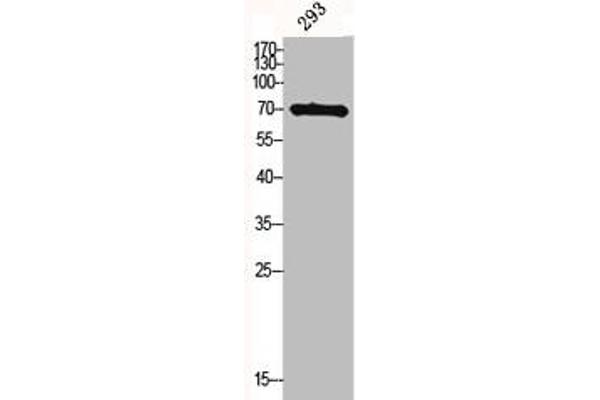 MID1 antibody  (N-Term)