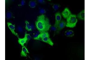 Anti-IGF2BP2 mouse monoclonal antibody (ABIN2453173) immunofluorescent staining of COS7 cells transiently transfected by pCMV6-ENTRY IGF2BP2 (RC205673). (IGF2BP2 antibody)