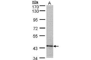 PSMC6 antibody