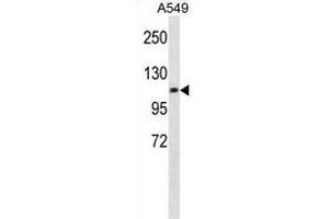 CHSY3 Antibody (Center) (ABIN1881202 and ABIN2838930) western blot analysis in A549 cell line lysates (35 μg/lane). (CHSY3 antibody  (AA 531-560))