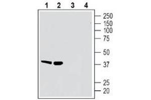 Western blot analysis of rat spleen membranes (lanes 1 and 3) and mouse spleen membranes (lanes 2 and 4): - 1-2.
