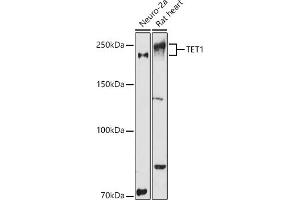 Western blot analysis of extracts of various cell lines, using TET1 antibody (ABIN3022030, ABIN3022031, ABIN3022032, ABIN1513597 and ABIN6218576) at 1:1000 dilution. (TET1 antibody)