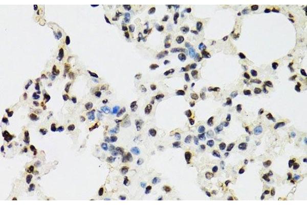 EDF1 antibody