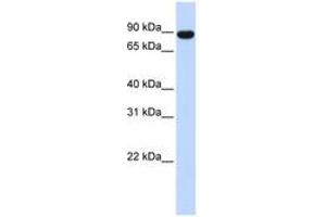 Image no. 1 for anti-A Kinase (PRKA) Anchor Protein 8 (AKAP8) (AA 576-625) antibody (ABIN6742211) (AKAP8 antibody  (AA 576-625))