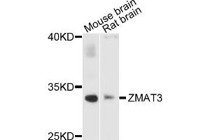 Western blot analysis of extracts of various cell lines, using ZMAT3 antibody (ABIN1876200) at 1:1000 dilution. (ZMAT3 antibody)