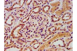 IHC image of ABIN7152602 diluted at 1:400 and staining in paraffin-embedded human kidney tissue performed on a Leica BondTM system.
