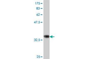 EGFLAM antibody  (AA 914-1001)