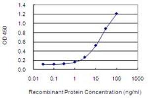 Detection limit for recombinant GST tagged NUCKS1 is 0. (NUCKS1 antibody  (AA 1-243))