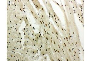 IHC-P: GR antibody testing of mouse heart tissue (GR (AA 20-199) antibody)