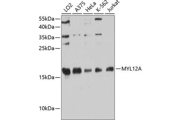 MYL12A antibody  (AA 92-171)