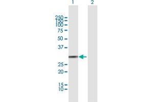 Western Blot analysis of BPNT1 expression in transfected 293T cell line by BPNT1 MaxPab polyclonal antibody. (BPNT1 antibody  (AA 1-261))