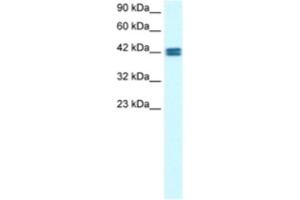 Western Blotting (WB) image for anti-Olfactory Receptor, Family 13, Subfamily C, Member 9 (OR13C9) antibody (ABIN2460312) (OR13C9 antibody)
