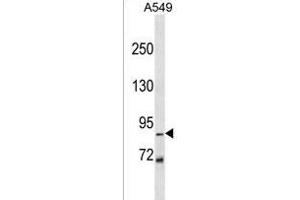 ZNF786 antibody  (N-Term)