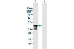 Western Blotting (WB) image for anti-Granzyme B (GZMB) (AA 1-247) antibody (ABIN950006)
