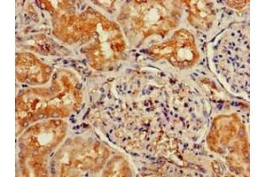 Immunohistochemistry (IHC) image for anti-Neuropeptide Y Receptor Y6 (NPY6R) (AA 1-39) antibody (ABIN7166739)