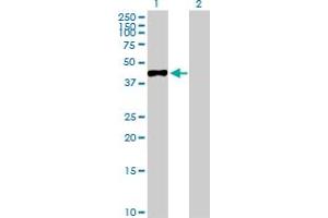 Western Blot analysis of MAGEA3 expression in transfected 293T cell line by MAGEA3 MaxPab polyclonal antibody.