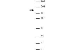 DNMT1 monomethyl Lys142 antibody (pAb) tested by Western blot. (DNMT1 antibody)