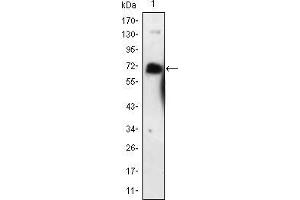 Western blot analysis using NGFR mouse mAb against NGFR-hIgGFc transfected HEK293 cell lysate.