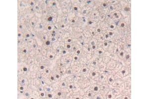 IHC-P analysis of Human Tissue, with DAB staining. (NR1H3 antibody  (AA 95-434))