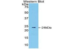 Western Blotting (WB) image for anti-Interferon, beta 1, Fibroblast (IFNB1) (AA 22-187) antibody (ABIN3209026) (IFNB1 antibody  (AA 22-187))