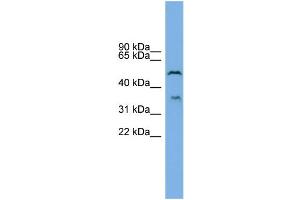 WB Suggested Anti-B3GAT3 Antibody Titration: 0. (B3GAT3 antibody  (N-Term))