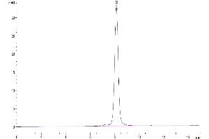 The purity of Human EGFRVIII is greater than 95 % as determined by SEC-HPLC. (EGFRviii Protein (His-Avi Tag))