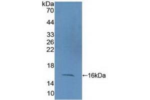 Detection of Recombinant CF6, Human using Polyclonal Antibody to Coupling Factor 6 (CF6) (ATP5J antibody  (AA 1-108))