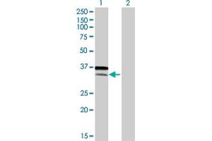 Western Blot analysis of ATF6 expression in transfected 293T cell line by ATF6 MaxPab polyclonal antibody. (ATF6 antibody  (AA 1-202))