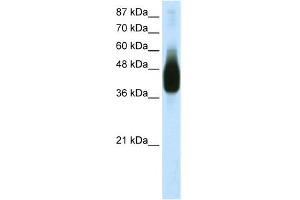 WB Suggested Anti-JUNB Antibody Titration:  1. (JunB antibody  (N-Term))