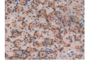 IHC-P analysis of Mouse Pancreas Tissue, with DAB staining. (MUC1 antibody  (AA 410-525))