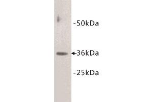 Western Blotting (WB) image for anti-Cyclin D1 (CCND1) (C-Term) antibody (ABIN1854873) (Cyclin D1 antibody  (C-Term))