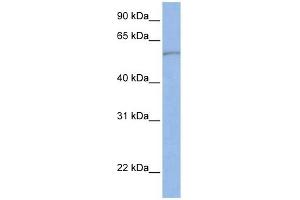 SLC22A11 antibody used at 1 ug/ml to detect target protein.
