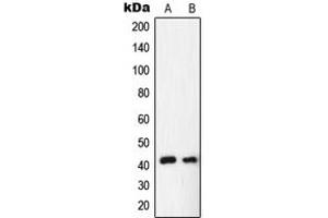 Western blot analysis of NR2F6 expression in HepG2 (A), rat liver (B) whole cell lysates. (NR2F6 antibody  (N-Term))