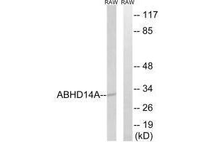 Western blot analysis of extracts from RAW264. (ABHD14A antibody)
