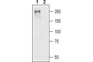 Western blot analysis of CaV1. (CACNA1C antibody  (Intracellular))