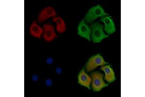 ABIN6257715 and ABIN6275291 staining Hela cells by IF/ICC. (NPDC1 antibody  (Internal Region))