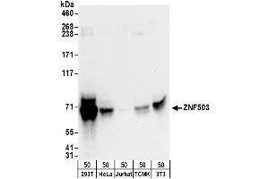 anti-Zinc Finger Protein 503 (ZNF503) (AA 150-200) antibody