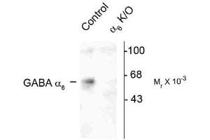 Image no. 2 for anti-gamma-aminobutyric Acid (GABA) A Receptor, alpha 6 (GABRA6) (Cytoplasmic Domain) antibody (ABIN228348)