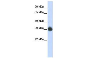 Western Blotting (WB) image for anti-KIT Ligand (KITLG) antibody (ABIN2458836)