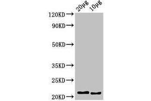 Western Blot Positive WB detected in: Zebrafish tissue 20 μg, 10 μg, All lanes: hist2h2l antibody at 3. (HIST2H2L antibody  (AA 2-126))