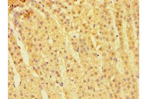 Immunohistochemistry of paraffin-embedded human adrenal gland tissue using ABIN7146924 at dilution of 1:100 (CARD9 antibody  (AA 237-536))